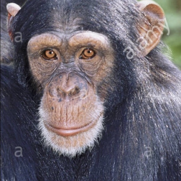 arizagus001